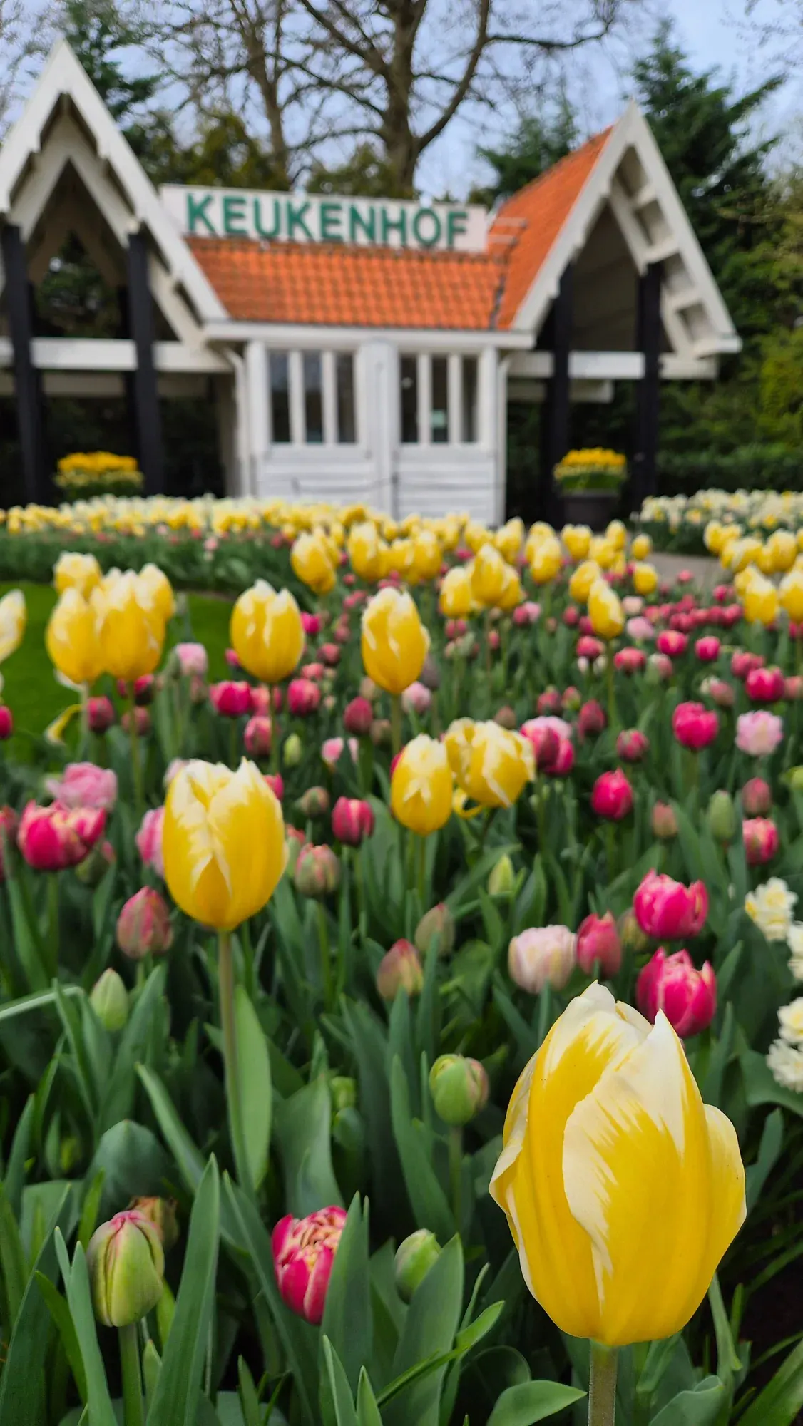 The Keukenhof entrance gate seen over a bed of yellow and pink tulips