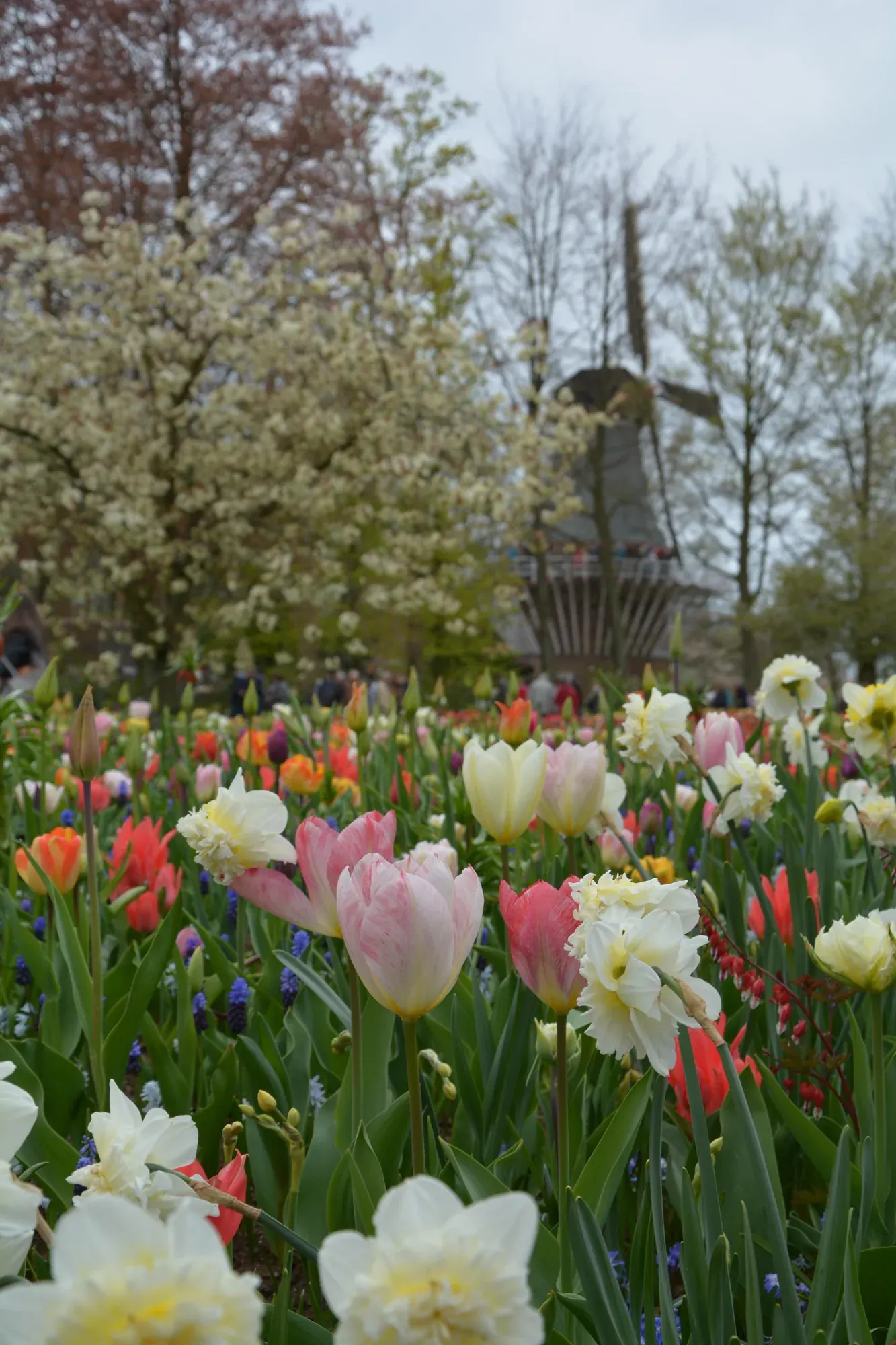 Tulips and daffodils in front of the windmill at Keukenhof gardens