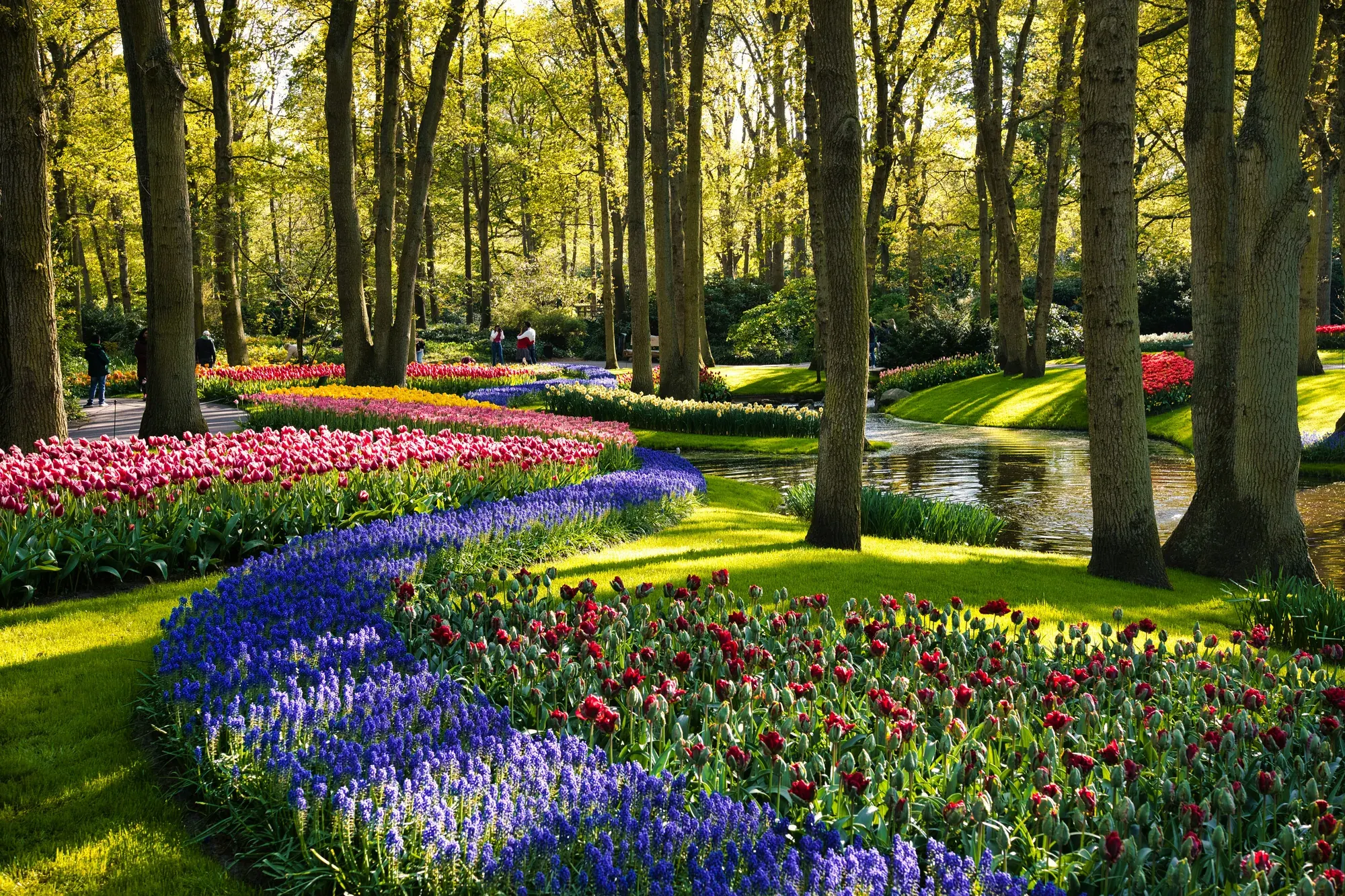 The winding grape hyacinth river between tulip beds at Keukenhof