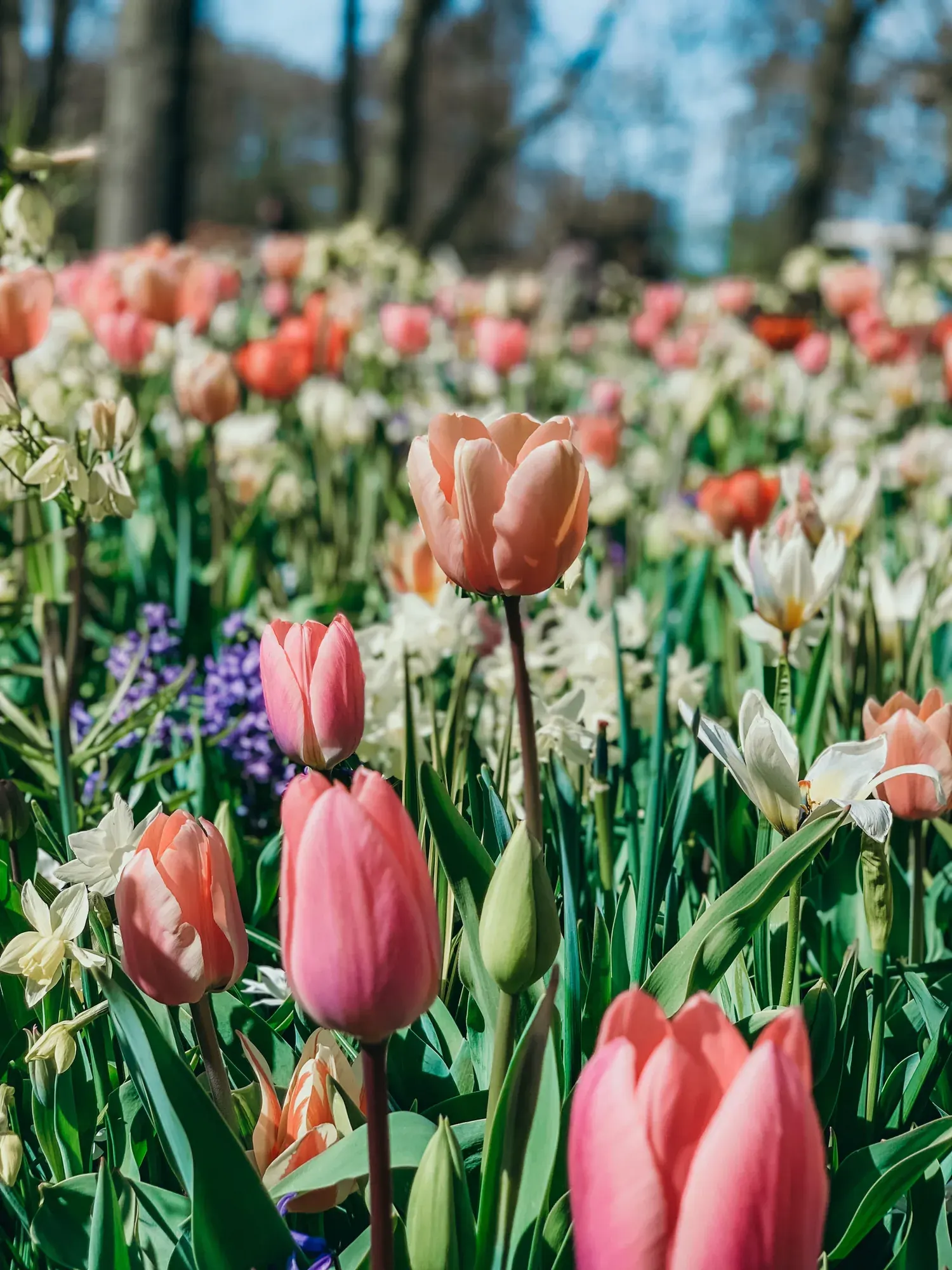 Close-up of pink tulips and white narcissi in bloom at Keukenhof