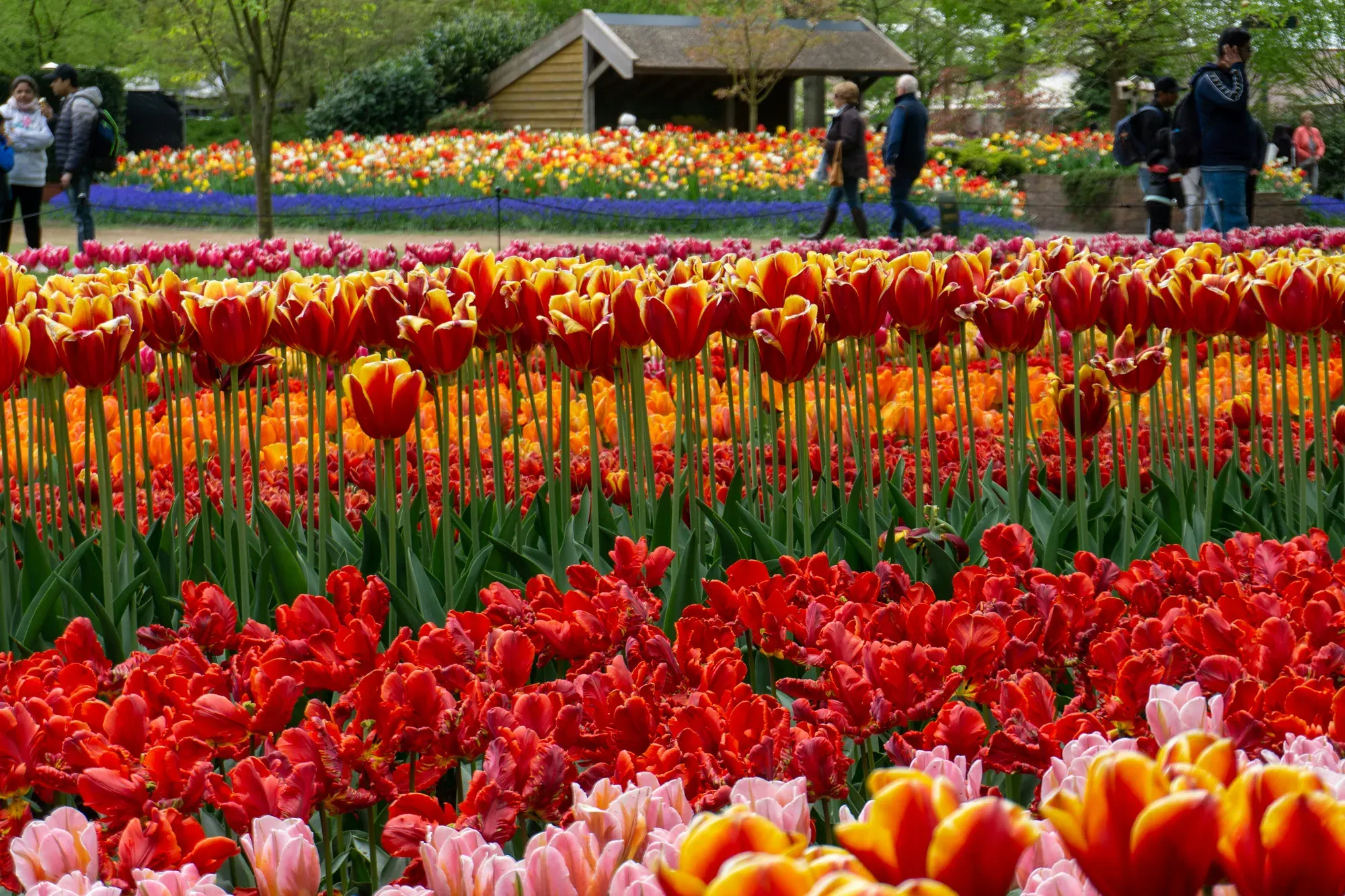 Banks of red and yellow tulips in bloom at Keukenhof gardens