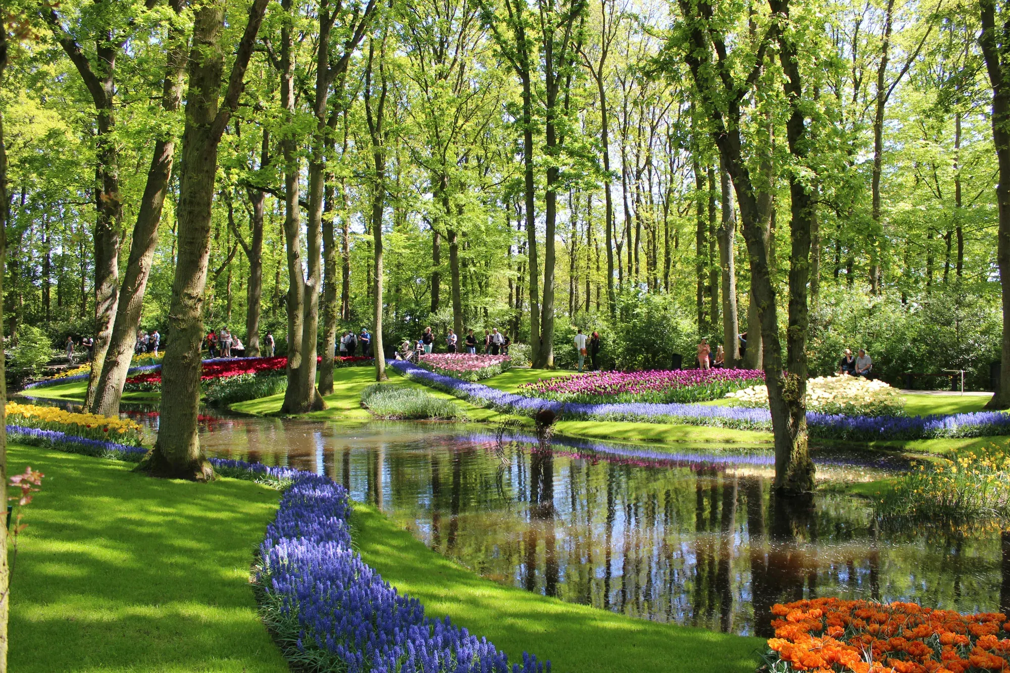 Stream, lawns and grape hyacinth borders among the trees at Keukenhof