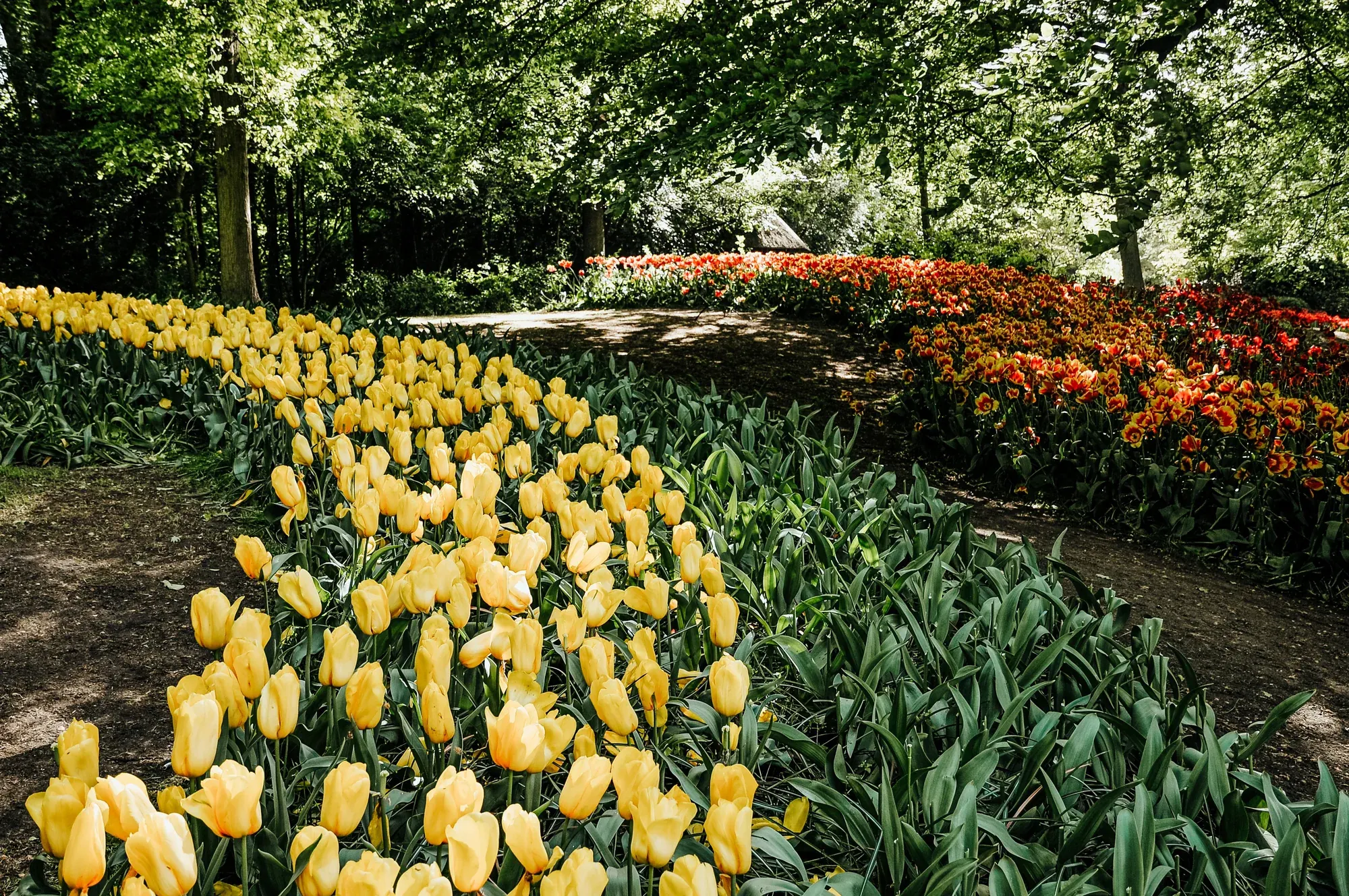 Yellow and orange tulip borders along a shaded path at Keukenhof