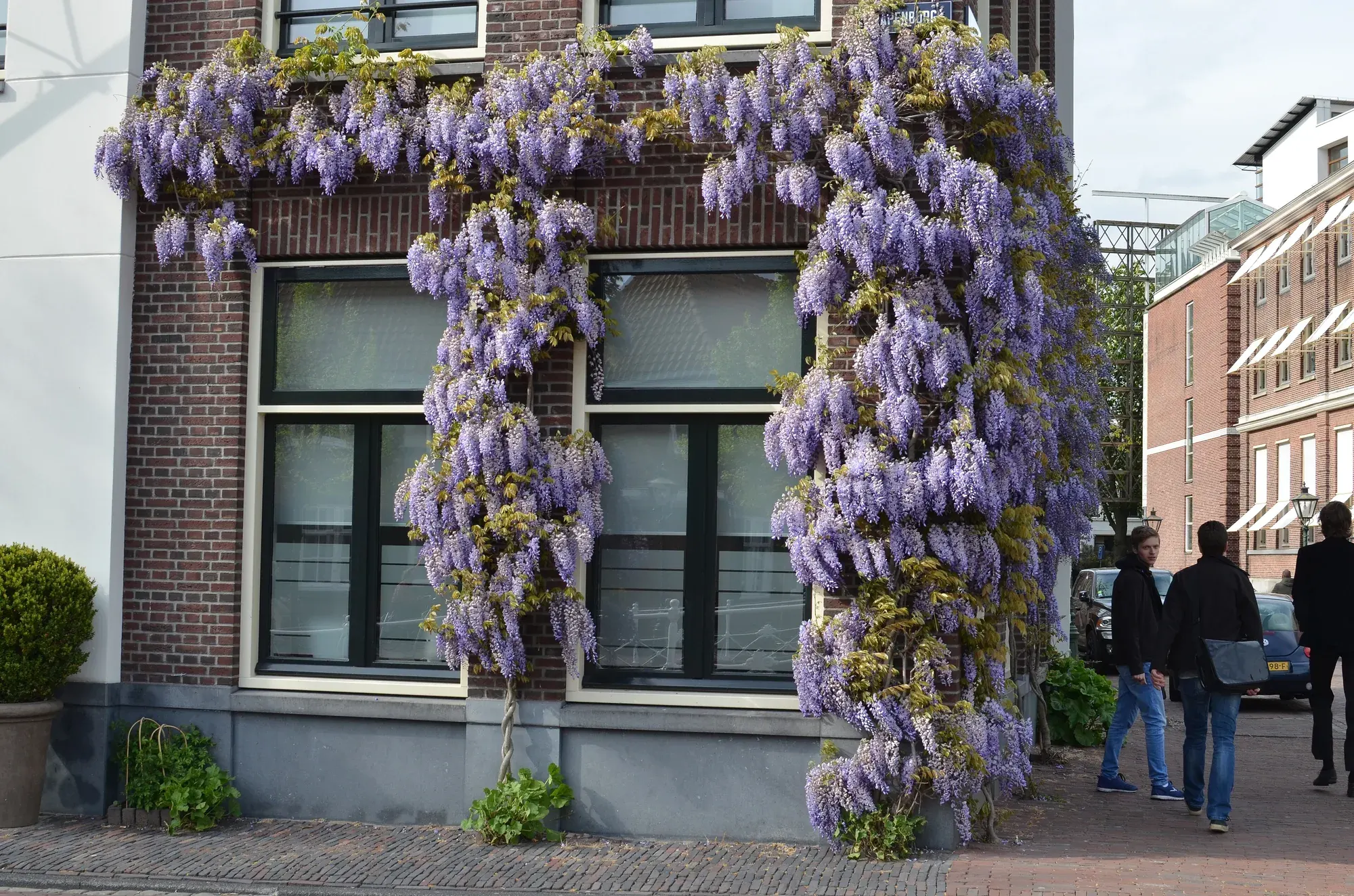 Wisteria in flower across a house front at the corner of the Rapenburg and the Nieuwsteeg in Leiden
