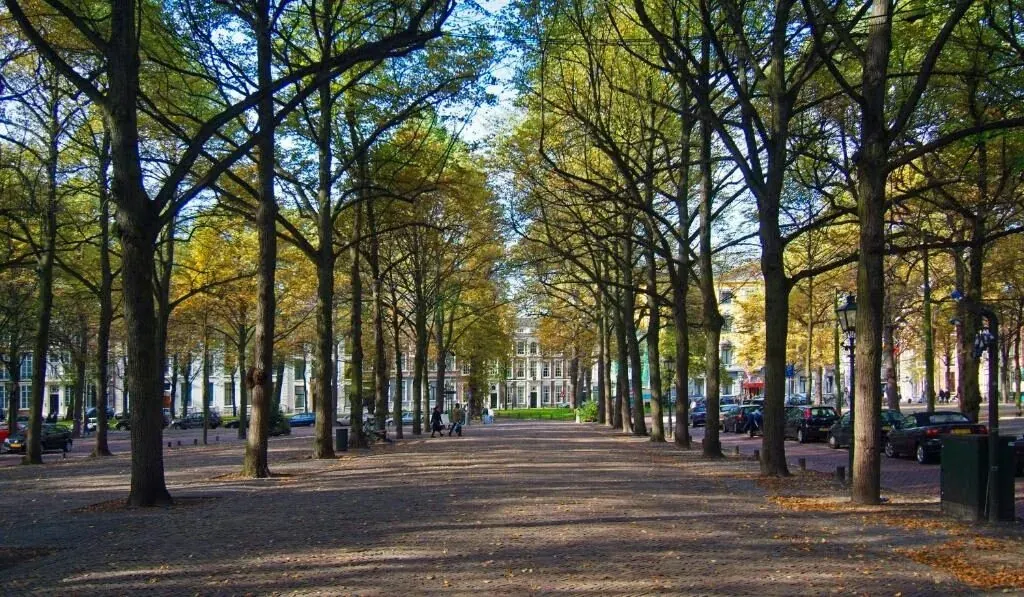 The tree-lined Lange Voorhout avenue in The Hague